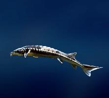 Photo: European sea sturgeon