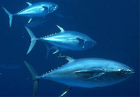 Photo: Atlantic bluefin tuna