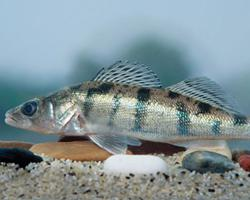 Photo: Volga pikeperch