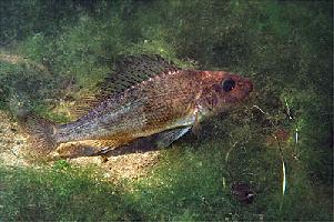 Photo: Ruffe