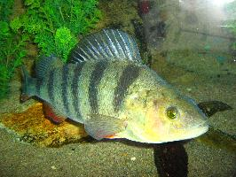 Photo: European perch