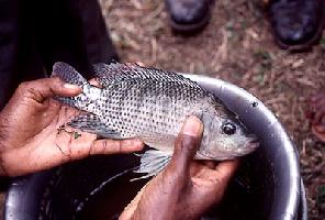 Photo: Nile tilapia