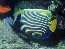 Photo: Emperor angelfish