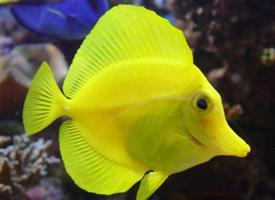 Photo: Yellow tang