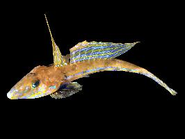 Photo: Common dragonet