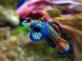 Photo: Mandarinfish