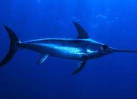 Photo: Swordfish