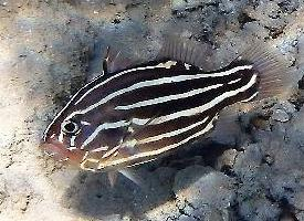 Photo: Goldenstriped soapfish