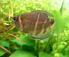 Photo: Chocolate gourami