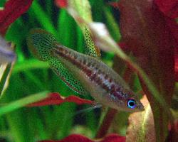 Photo: Pygmy gourami