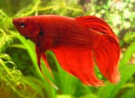 Photo: Siamese fighting fish