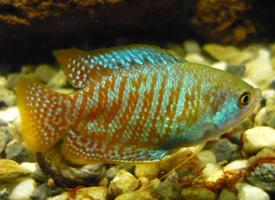 Photo: Dwarf gourami