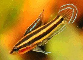 Photo: Licorice gourami