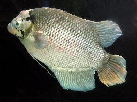 Photo: Giant gourami