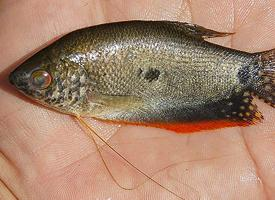 Photo: Gourami bleu