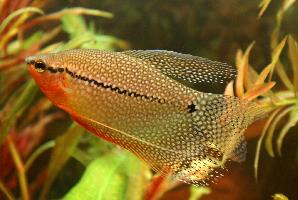 Photo: Gourami perlé