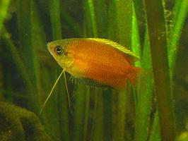 Photo: Honey gourami