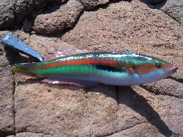 Photo: Mediterranean rainbow wrasse