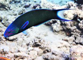 Photo: Moon wrasse