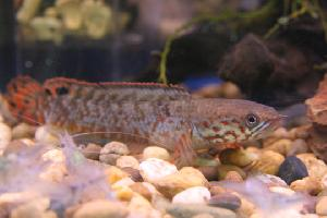 Photo: Rainbow snakehead