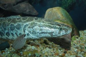 Photo: Northern snakehead