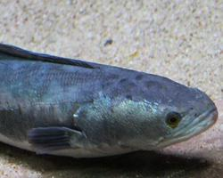 Photo: Giant snakehead