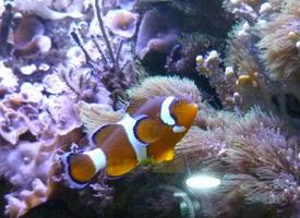 Photo: Ocellaris clownfish