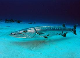 Photo: Great barracuda