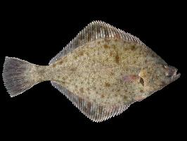 Photo: European flounder