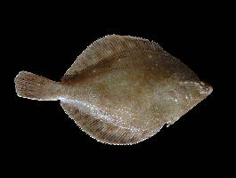 Photo: European plaice