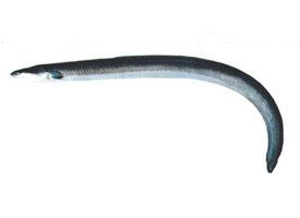 Photo: Japanese eel