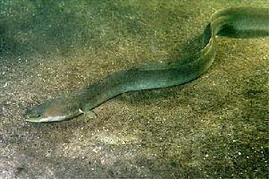 Photo: European eel