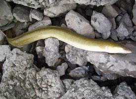 Photo: American eel