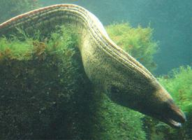 Photo: Mediterranean moray