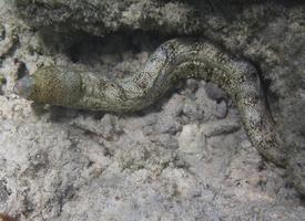 Photo: Snowflake moray