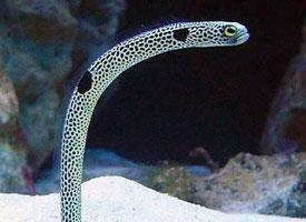 Photo: Spotted garden eel