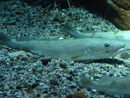 Photo: European hake