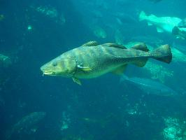 Photo: Atlantic cod