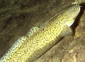 Photo: Burbot