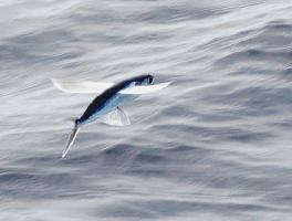 Photo: Atlantic flyingfish