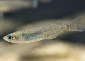 Photo: Japanese rice fish