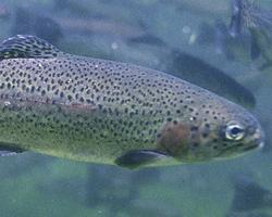 Photo: Rainbow trout