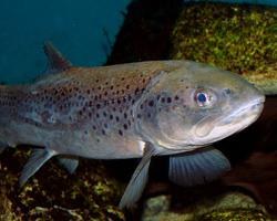 Photo: River trout