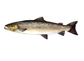 Photo: Atlantic salmon