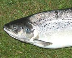 Photo: Sea trout