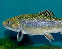 Photo: Brook trout