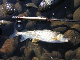 Photo: Mountain whitefish