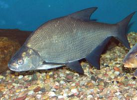 Photo: Common bream