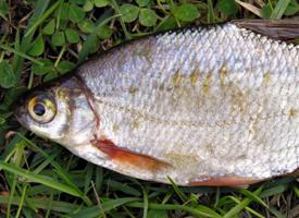 Photo: White bream