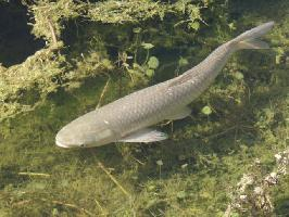 Photo: Grass carp